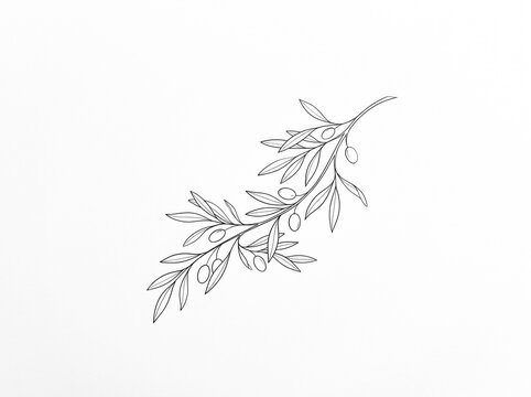 Olive branch with leaves and fruit in minimalist line art style