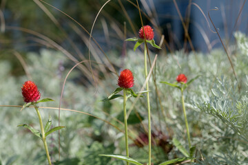 Fototapeta premium Gomphrena haageana, commonly called globe amaranth or button flower in a summer garden