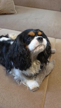 Close up of a tricolor Cavalier King Charles Spaniel resting on a plush toy on the sofa: the dog licks its nose, raises and tilts its head and follows the owner with attentive brown eyes