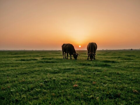 Cows grazing in a green meadow at sunset, rural landscape with cattle in a field.