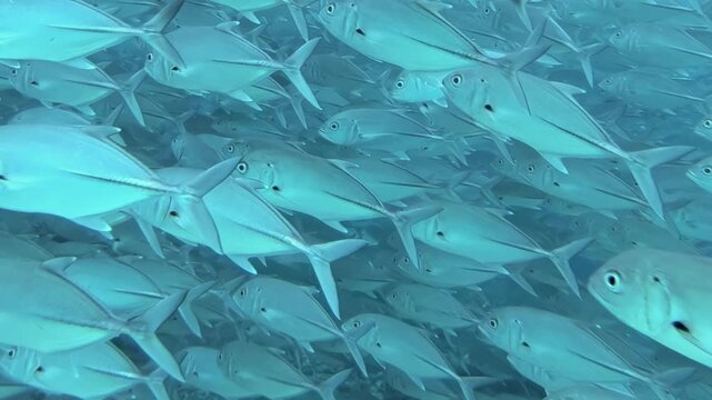 A magnificent school of tuna fish glides with fluid grace through the clear, boundless ocean.