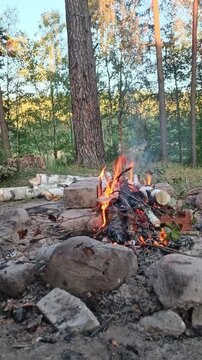 a bright campfire burns in a stone ring, flames rising. Light-colored logs lie nearby. A dense forest with tall trunks is visible behind. The golden evening light illuminates the treetops.