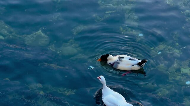 Two white ducks swimming on sea surface with soft ripples in Kotor, Montenegro during evening light. Peaceful, wildlife and calm atmosphere