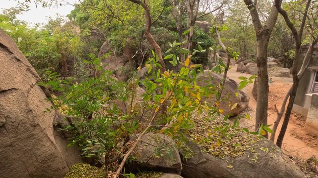 footage captures the natural beauty and unique geological rock formations at Mama Bhagne Pahar in Dubrajpur, Birbhum, West Bengal. Surrounded by lush green trees, natural foliage, dry leaves