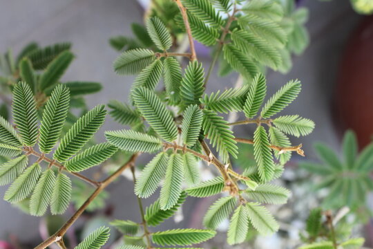 Silk Tree Albizia julibrissin