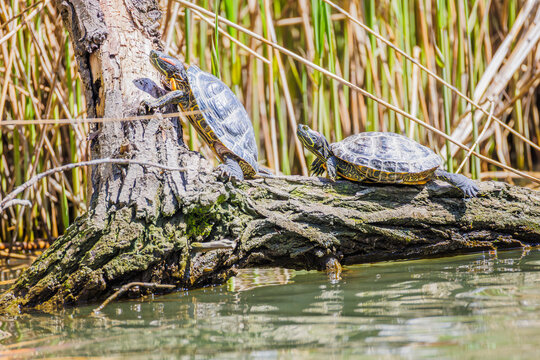 turtles in a tree
