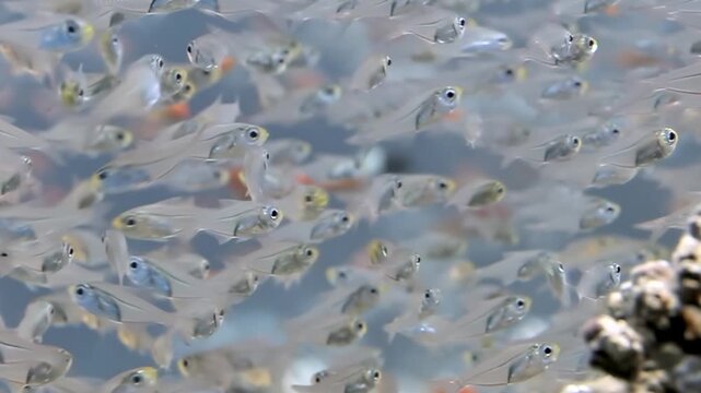 A dazzling multitude of translucent silverfish shimmer and dart in a graceful aquatic dance, forming a vibrant school near intricate corals.