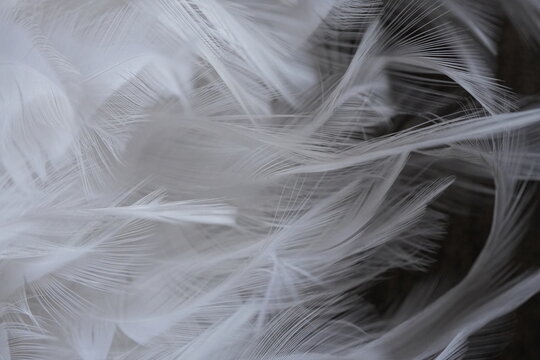 White feathers close-up on dark background