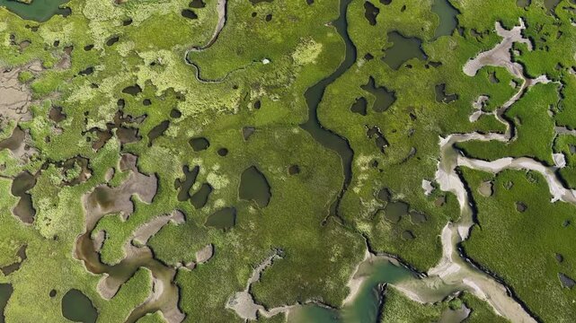 A myriad of channels meander through an extensive salt marsh on the coast of Cape Cod, MA. Marshes provide critical habitat for many birds, fish, and invertebrates to feed, mate, and nest.