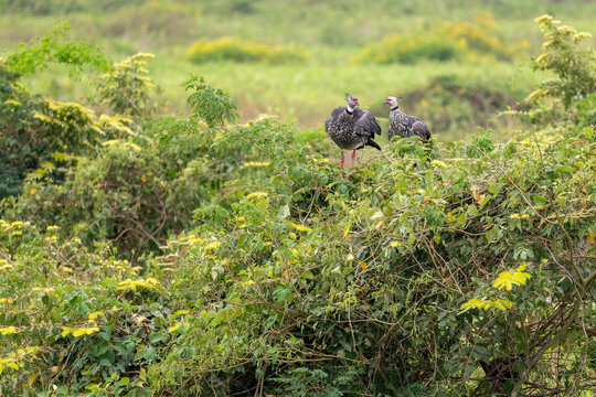 Southern Screamer - Chauna torquata, portrait of large ground bird from South America savannas and grasslands, Brazil.
