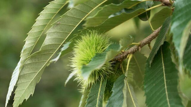 Green immature chestnut fruit on a Castanea sativa branch in summer forest surrounded by serrated deciduous leaves