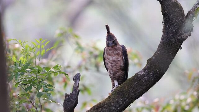 Javan hawk-eagle (Nisaetus bartelsi) is a medium-sized, dark brown raptor in the family Accipitridae.