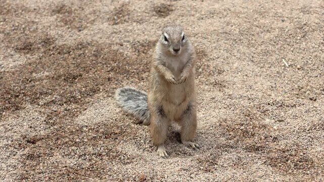 Small brown squirrel stands upright on sandy ground, looking around with alert posture, showcasing its bushy tail and distinctive fur patterns in a natural setting