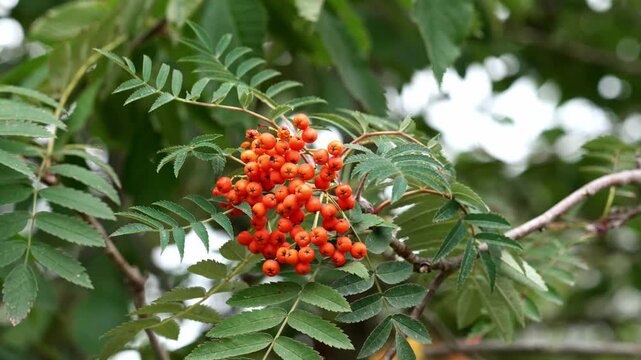Close-up of ripe orange rowan berries on a branch of European mountain ash (Sorbus aucuparia L.) surrounded by elegant pinnate foliage