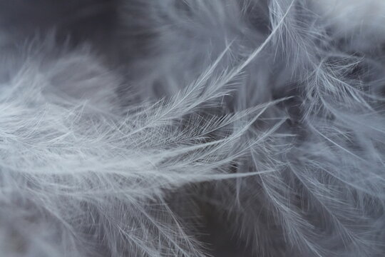 Macro close-up of soft white down feathers