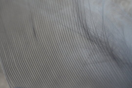 Extreme macro of white feather structure and fine barbs