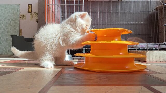 Cute cream Exotic Shorthair kitten plays with an orange ball track tower toy in sunlight. Funny playful purebred kitten catches a blue ball with its paw at home.