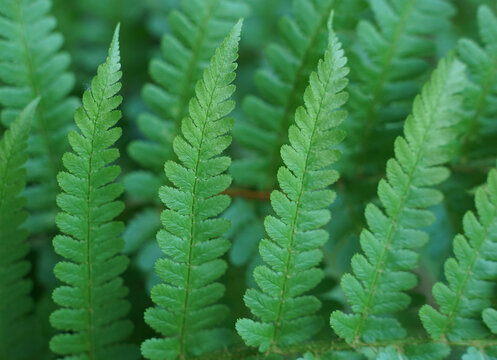 gr&uuml;ner Farn mit detaillierter Blattstruktur, Bl&auml;tter von Wellenfarn, Hintergrundbild - Green fern with detailed leaf structure, leaves of wave fern, background image