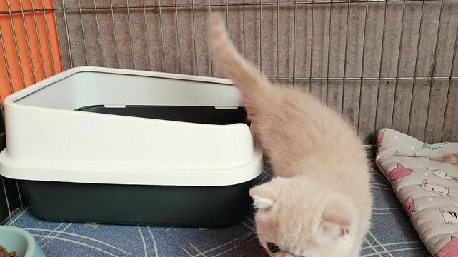 Cute cream kitten climbs out of a litter box and walks around a cattery enclosure. Exotic Shorthair kitten litter training. Pet care and hygiene concept.