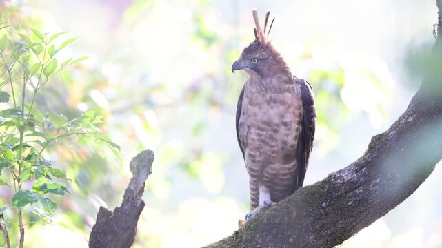 Javan hawk-eagle (Nisaetus bartelsi) is a medium-sized, dark brown raptor in the family Accipitridae.