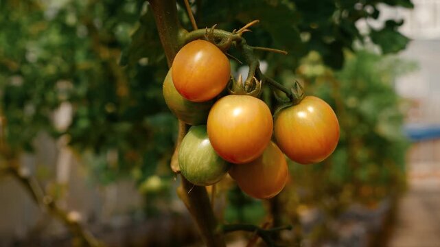 tomatoes growing on wooden vines in a plastic greenhouse setting with natural and organic mood close-up view for agriculture and gardening concepts, green and yellow colors.