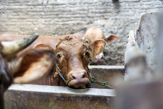A Cow Isolated Due to Lumpy Skin Disease Looks at the Camera