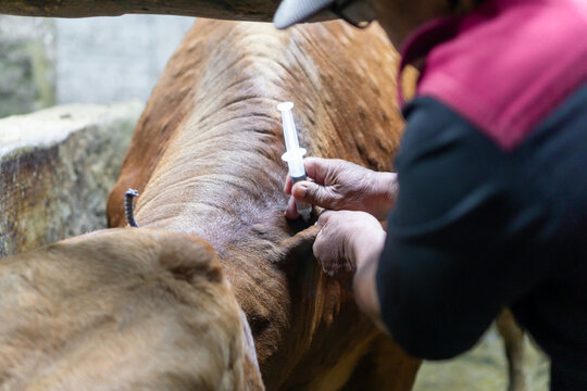 A veterinarian is injecting a vaccine into a cow.