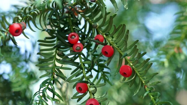 Vibrant red aril berries on an evergreen yew tree branch in wild nature close up