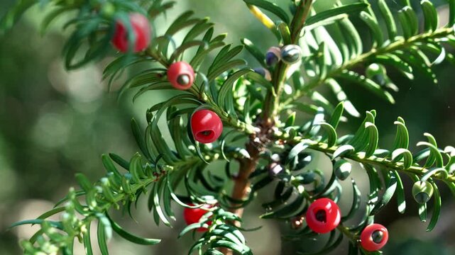 Lush evergreen yew branch with ripe red berries in natural summer sunlight