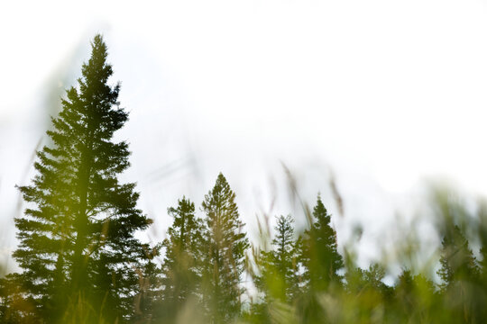Looking up through out-of-focus grass at large spruce trees with a transparent sky
