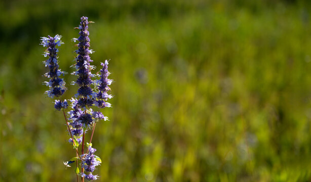 Close-up of purple Anise Hyssop Agastache Foeniculum on a softly focused green background

