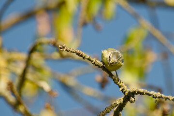 Blue tit perched on a lichen-covered branch with its head lowered and gaze directed downward, against a softly blurred blue sky © in_colors