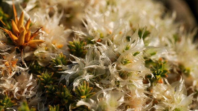 Paronychia kurdica Cushion Plant With Translucent Papery Bracts
