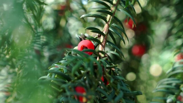 Taxus baccata branch with vivid red arils emerging among dark green needles