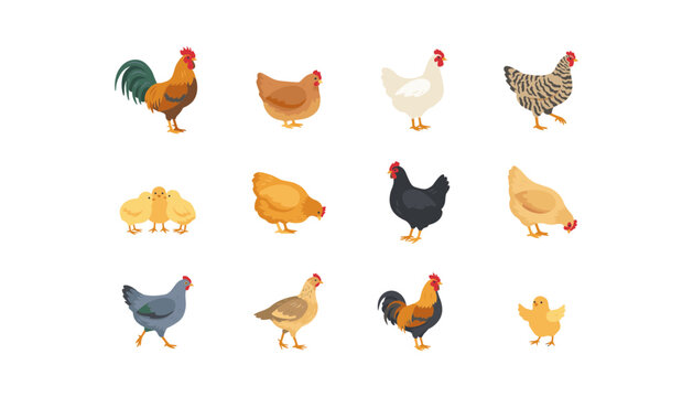 Vector collection of domestic chickens, roosters, and little chicks in different colors for organic poultry farming and fresh agriculture business labels.