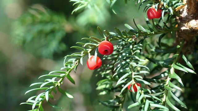 Toxic red aril berries on a green Taxus baccata branch in summer forest