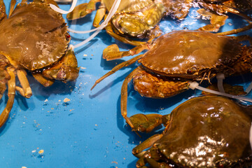 Several live crabs bound with cable ties on a blue surface at a seafood market, capturing the fresh and vivid scene of live crabs for sale in an Asian fish market. © Gabriel