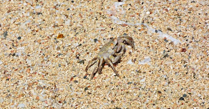 Close up view of a ghost crab camouflaged on coarse coral sand beach