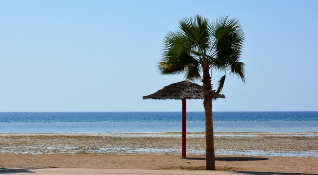 Tropical beach view featuring a palm tree and thatched umbrella against calm sea and blue sky