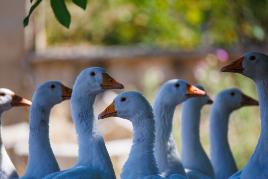 geese in the farm