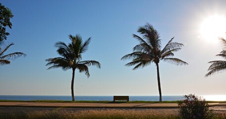 Fototapeta premium Wooden bench facing the sea framed by palm trees along a coastal promenade