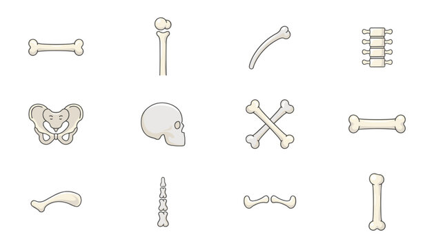 Original name(s): Human skeleton bones vector illustration collection featuring skull, spine, pelvis, ribs, and joint icons for medical, anatomy, Halloween, or educational design