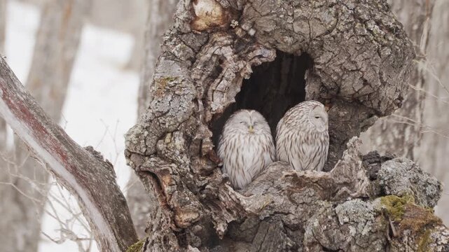 北海道　冬のエゾフクロウ