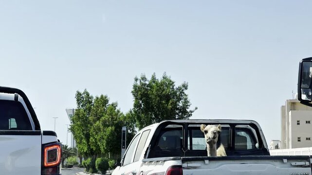 Young camel looking back from bed of pickup truck stopped in city traffic