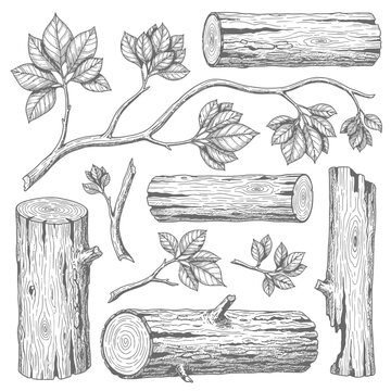 Detailed Hand Drawn Wood Collection Featuring Logs Stumps and Botanical Leafy Tree Branches in Vintage Sketch Style