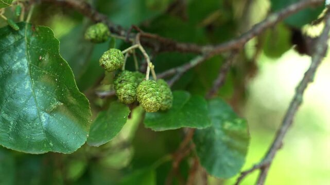 Close-up of young green cones of black alder (Alnus glutinosa) growing among glossy leaves on a woodland branch