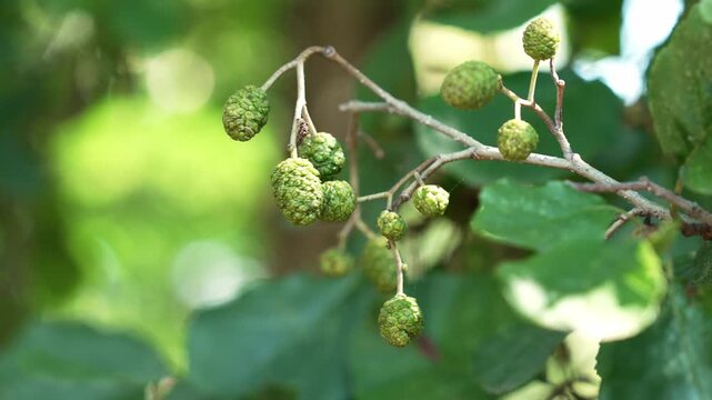 Young green alder cones on a tree branch (Alnus glutinosa). Summer forest nature
