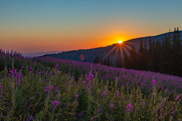 Obraz premium Bright sunstar at golden sunrise over blooming purple fireweed mountain field