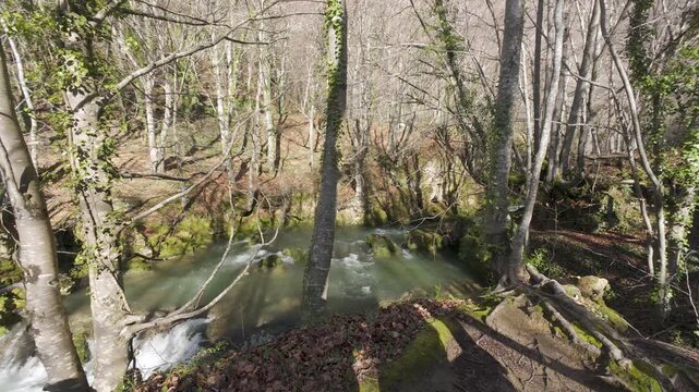 Mountain river flowing through a sunny forest