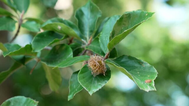 European beech Fagus sylvatica branch with immature fruit in summer forest